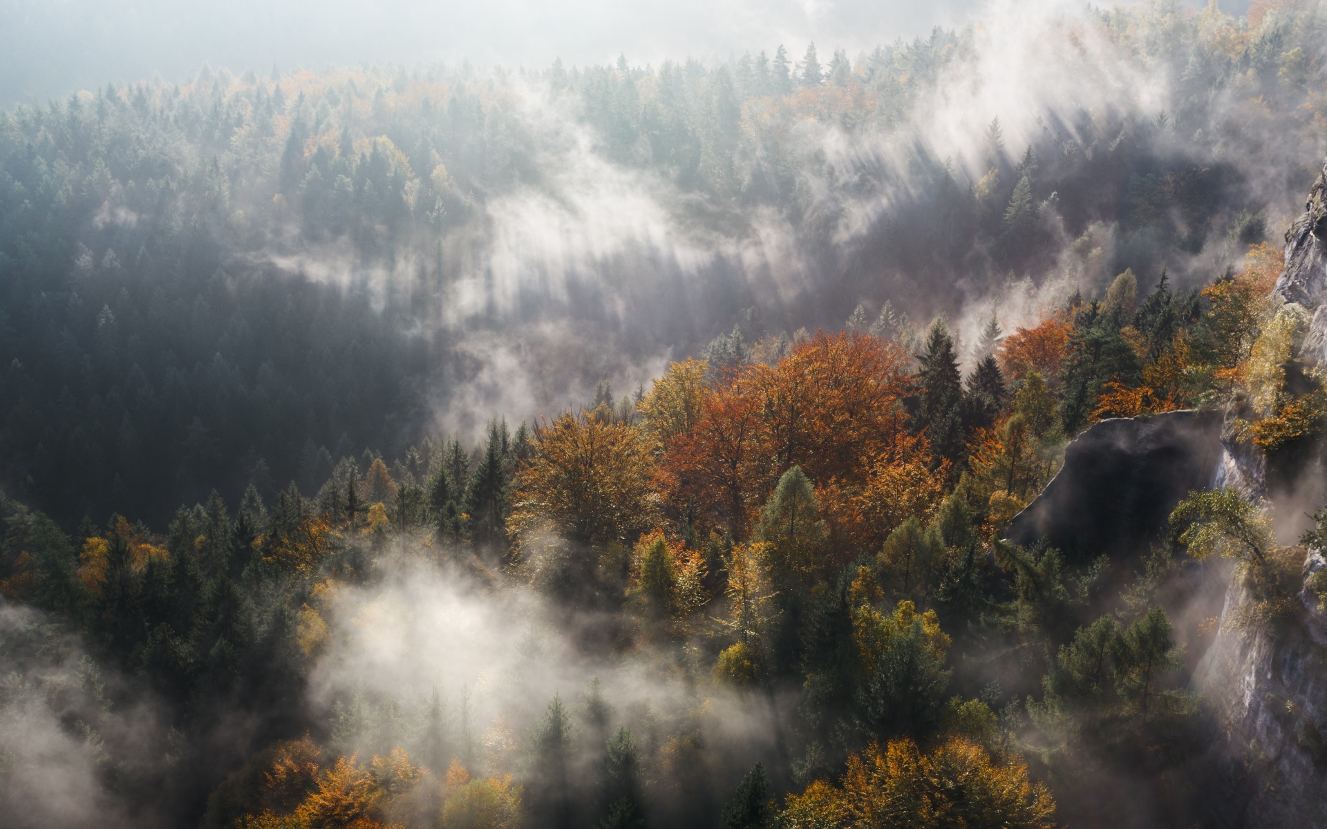 Картинки Туман, деревья, горы, вершина фото и обои на рабочий стол