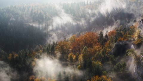 Туман, деревья, горы, вершина
