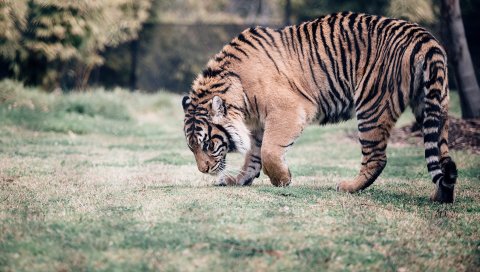 Тигр, большой кот, хищник, ходьба