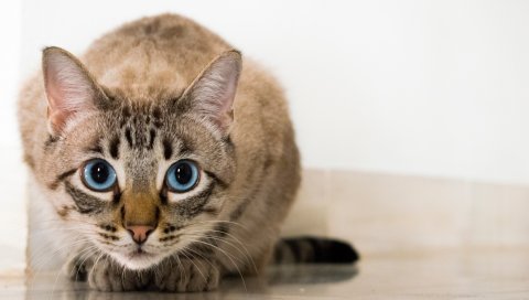 Кошка, голубоглазый, взгляд
