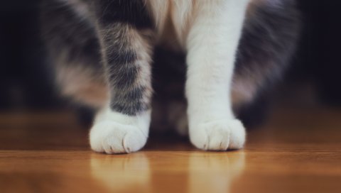 Кошка, лапы, пушистый