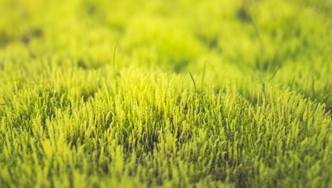 Трава, зеленый, крупный план