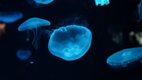 Медузы, подводные, красивые