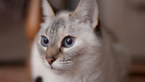 Кошка, морда, голубые глаза