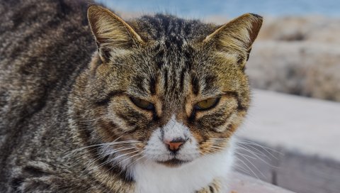 Кошка, морда, полосатый, взгляд