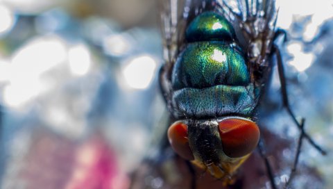 Малина, ягода, спелая, ложка