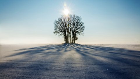 Зима, горизонт, дерево, снег, солнечный свет