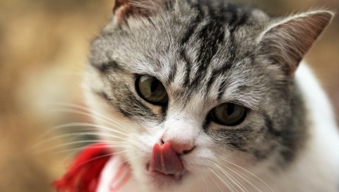 Кошка, лизание, морда