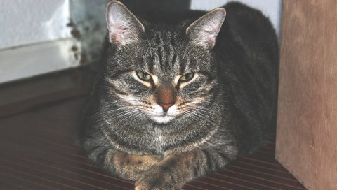 Кот, дом, лежа, полосатый