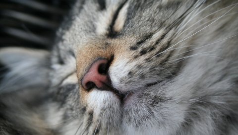 Кошка, морда, нос, сон
