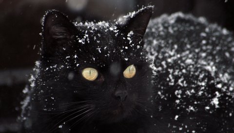 Кот, черный, снег, зима