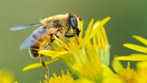 Пчела, цветок, опыление, крупным планом