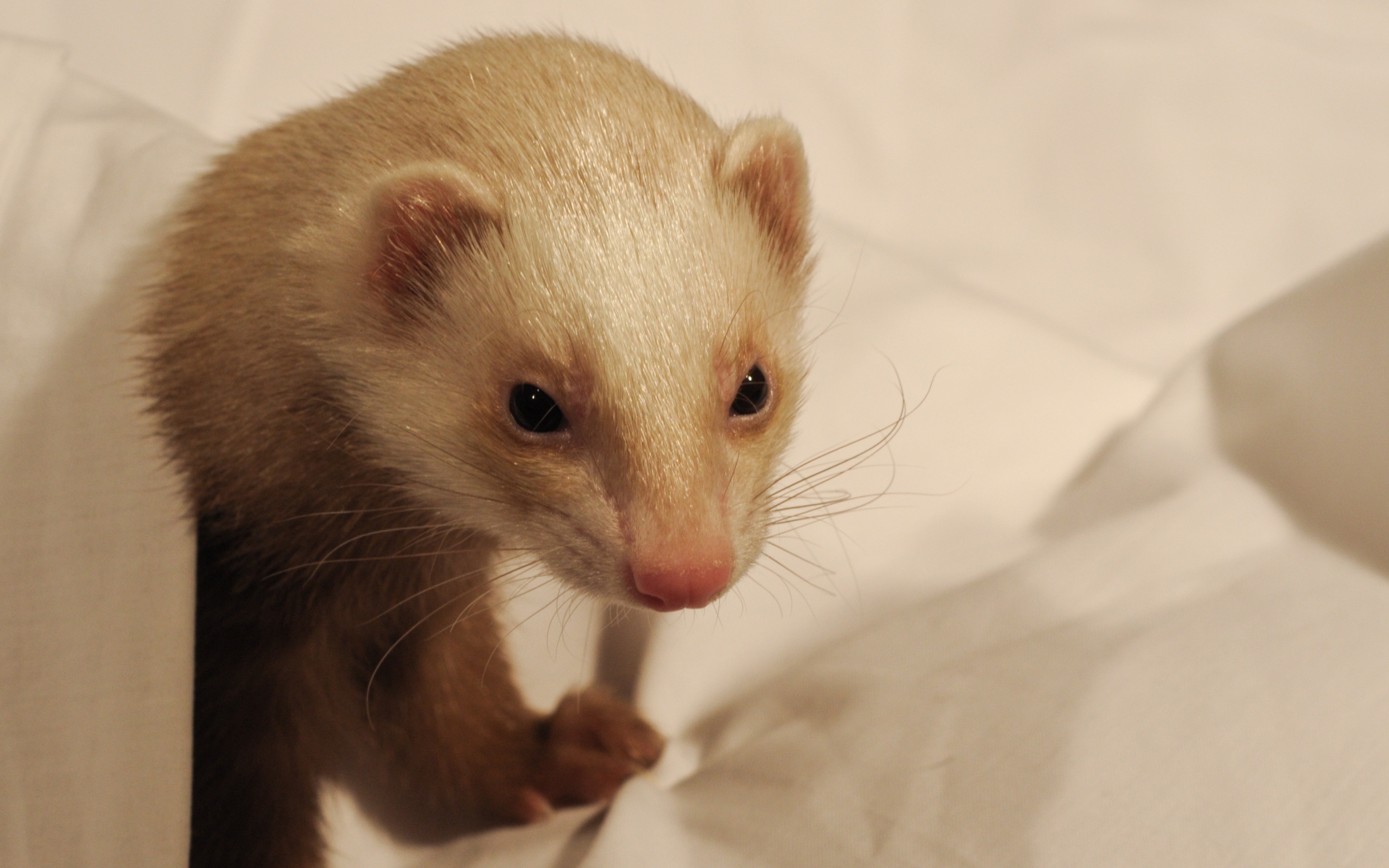 Картинки Ласка, морда, mustelidae фото и обои на рабочий стол