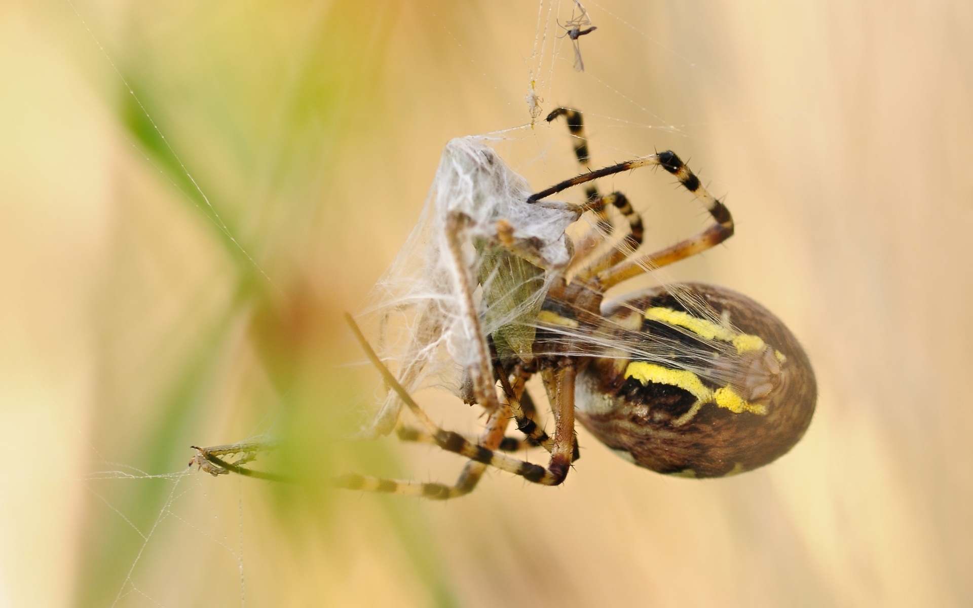 Картинки Паук, argiope bruennichi, паук осы, паутина фото и обои на рабочий стол