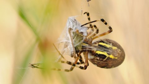 Паук, argiope bruennichi, паук осы, паутина
