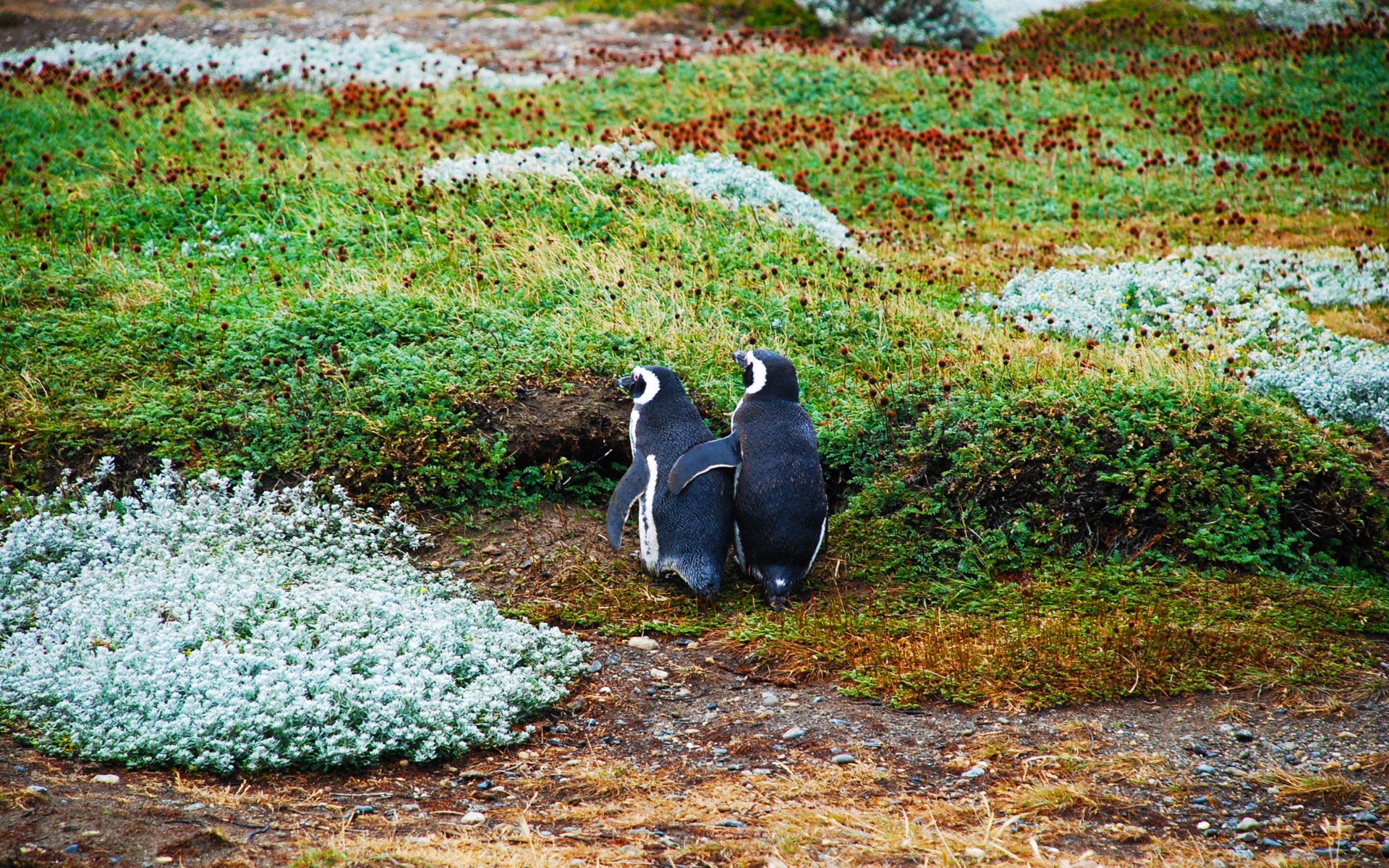 Картинки Магеллановый пингвин, пингвины, пара, трава фото и обои на рабочий стол