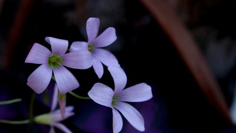 Цветы, лепестки, бутоны, сирень