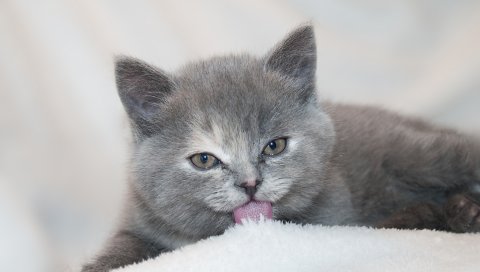 Котенок, лизать, лгать