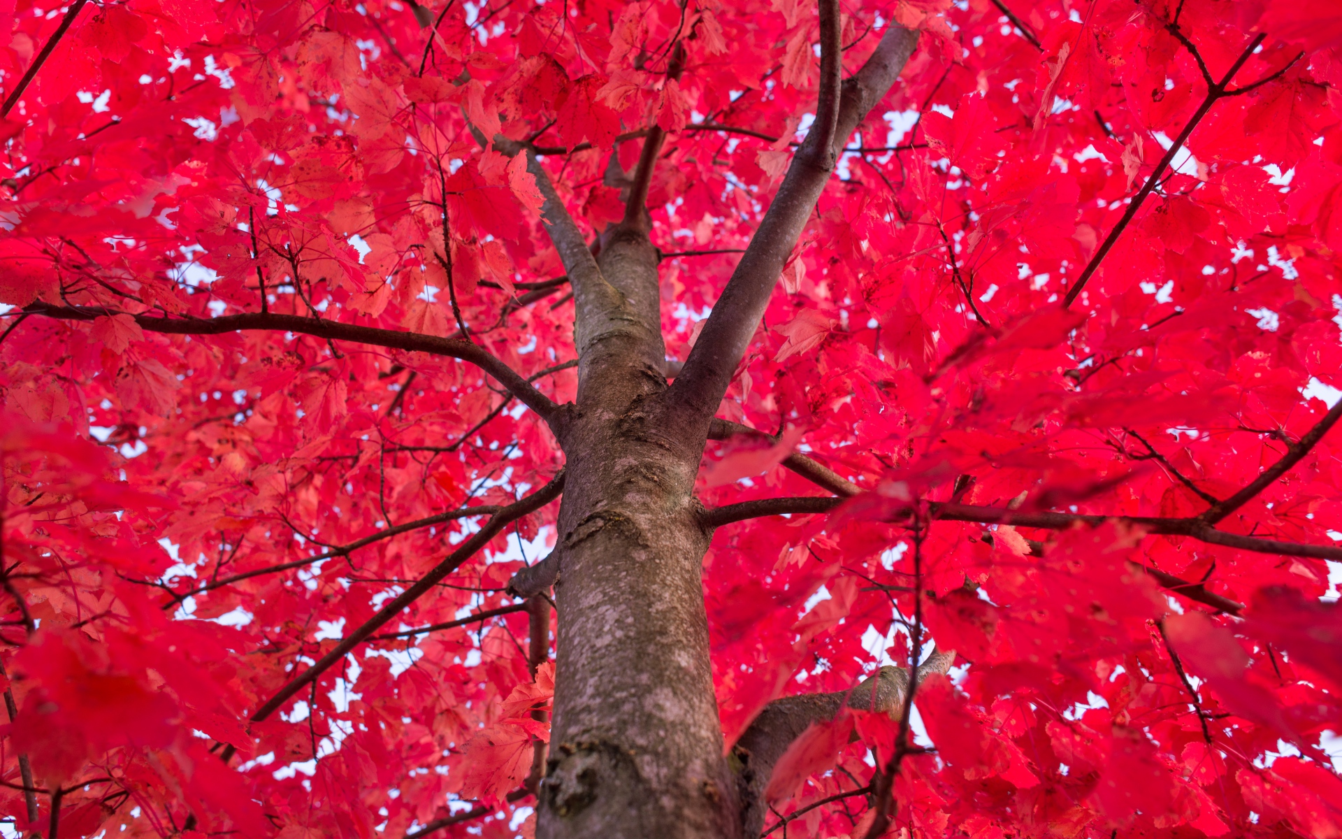 Картинки Дерево, красный, ветви фото и обои на рабочий стол