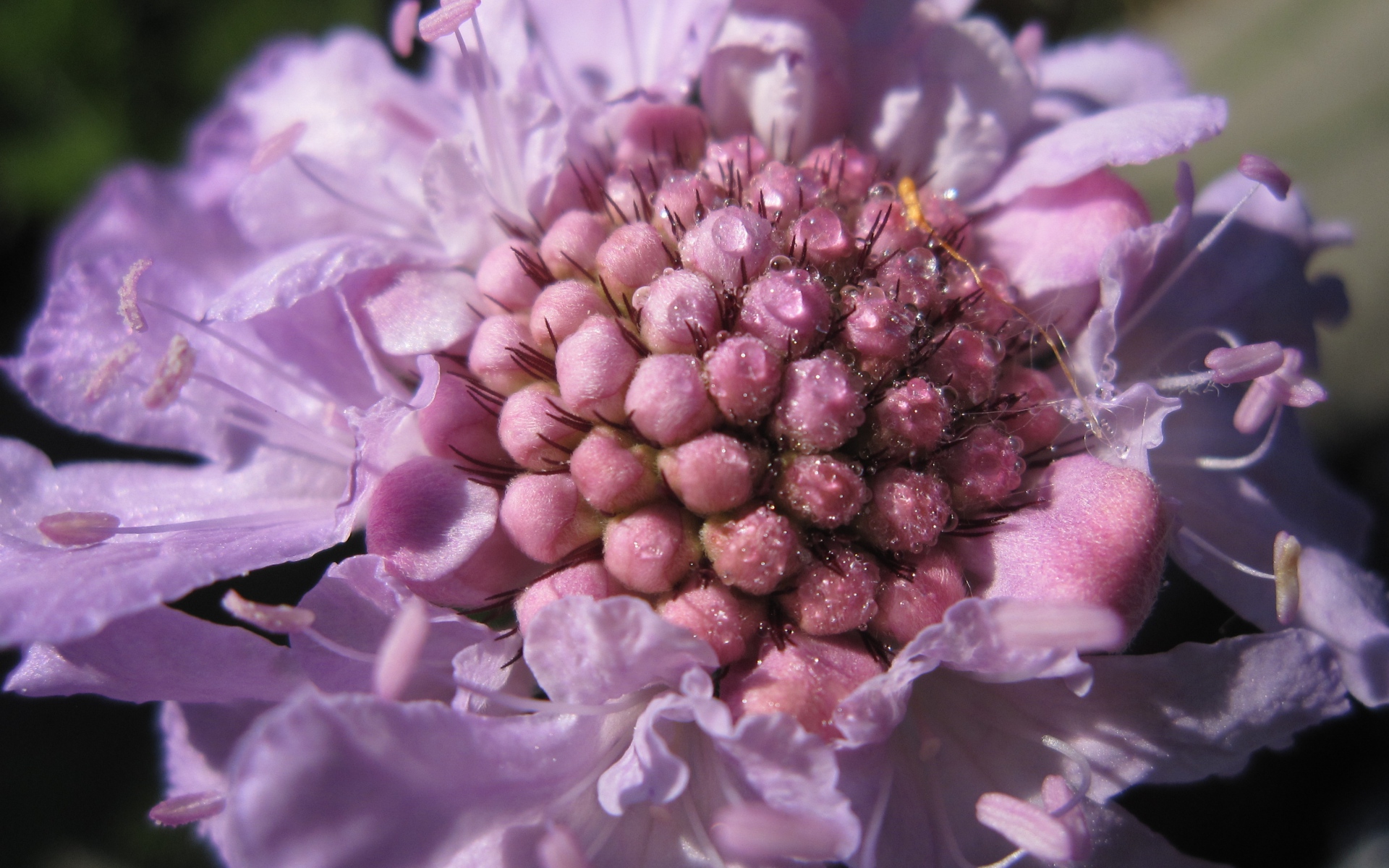 Картинки Scabiosa, цветок, крупный план фото и обои на рабочий стол
