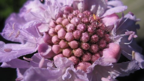 Scabiosa, цветок, крупный план
