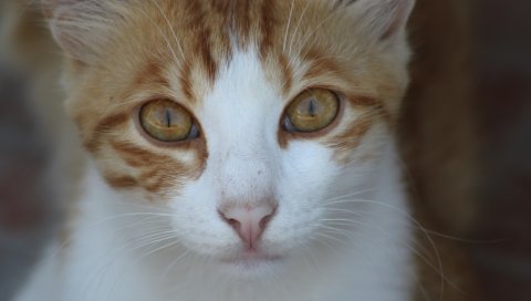 Кошка, лицо, пятнистый
