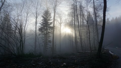 Лес, туман, деревья