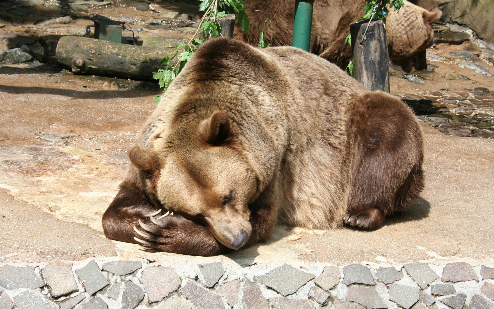 Картинки Медведь, бурый медведь, лежащий, заповедник фото и обои на рабочий стол