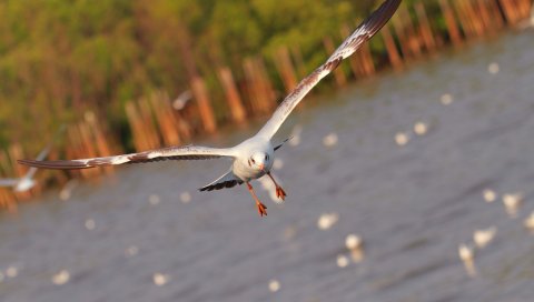 Чайка, птица, море, полет, хлопанье