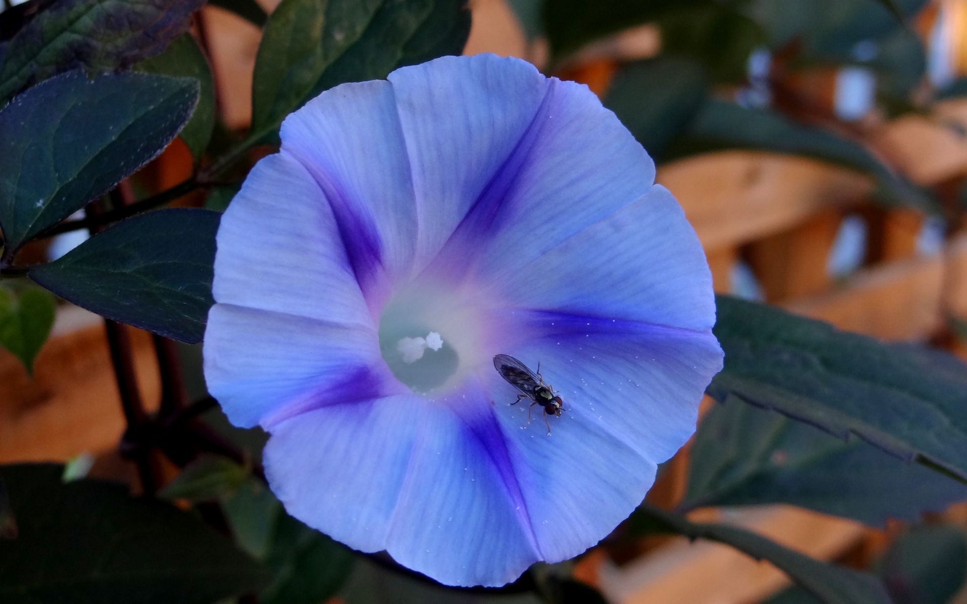 Картинки Ipomoea violacea, цветок, насекомое фото и обои на рабочий стол