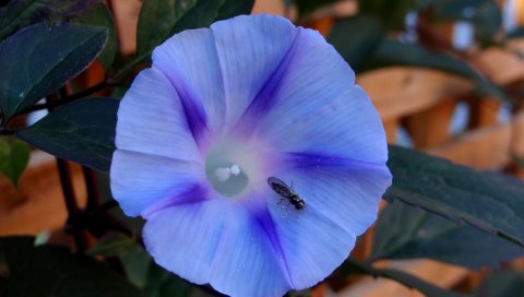 Ipomoea violacea, цветок, насекомое
