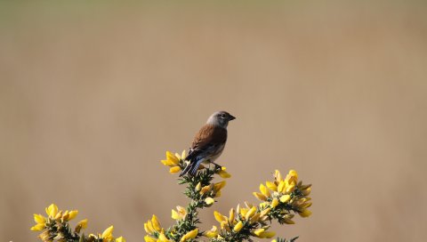 Общий linnet, птица, цветы
