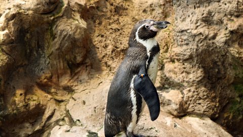 Пингвин, камни, подставка