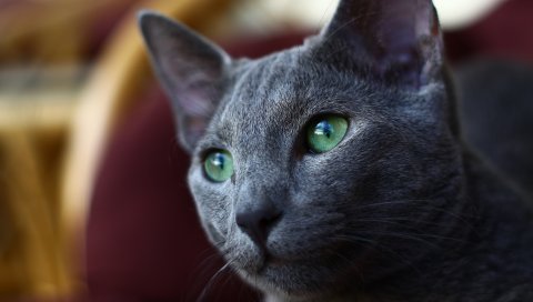 Кошка, морда, серый