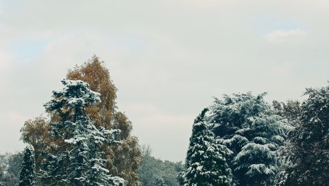 Деревья, снег, небо