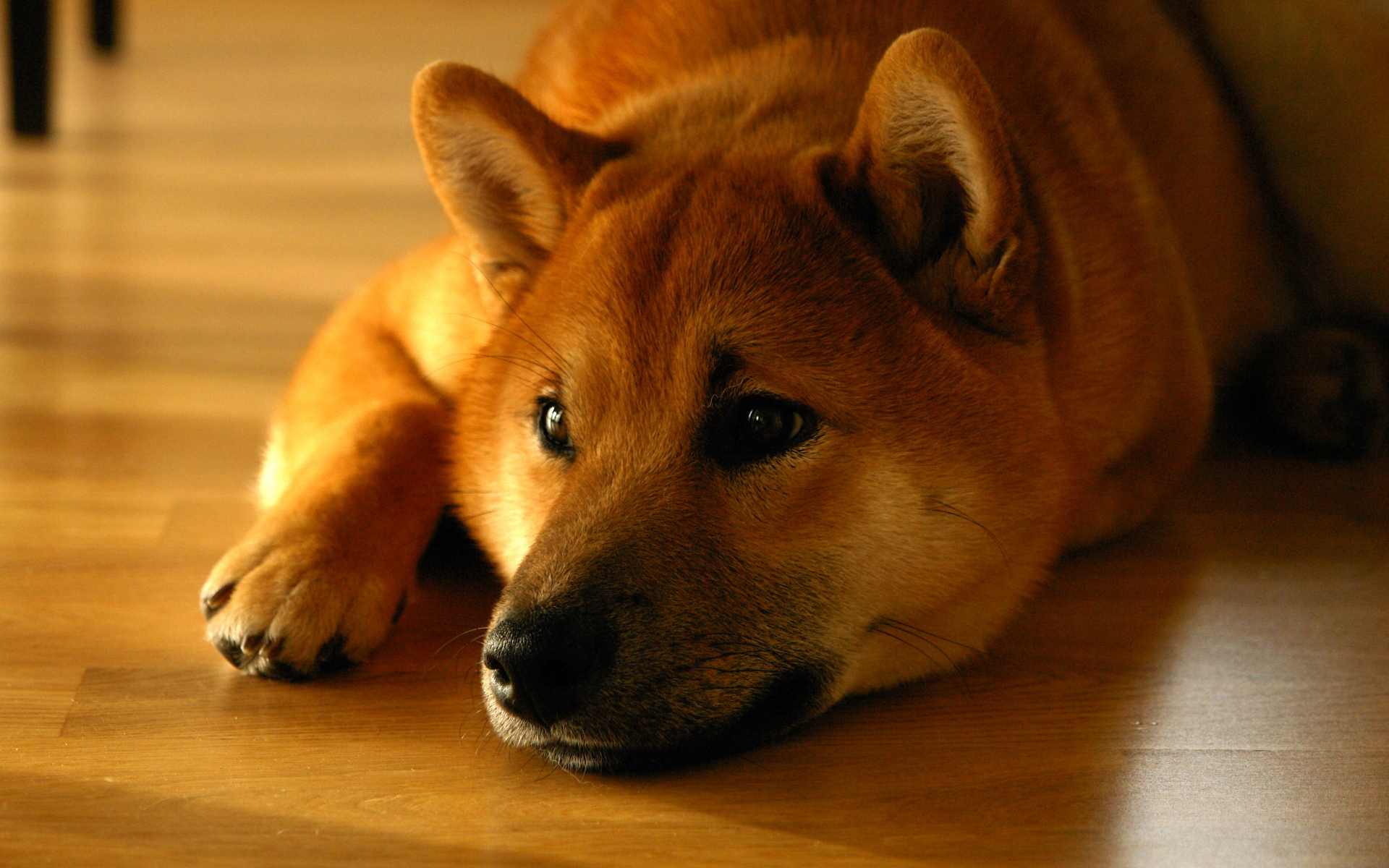 Картинки Shiba inu, собака, морда, ложь фото и обои на рабочий стол
