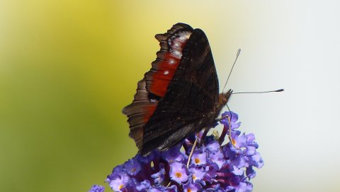 Бабочка, цветок, крылья, крупный план