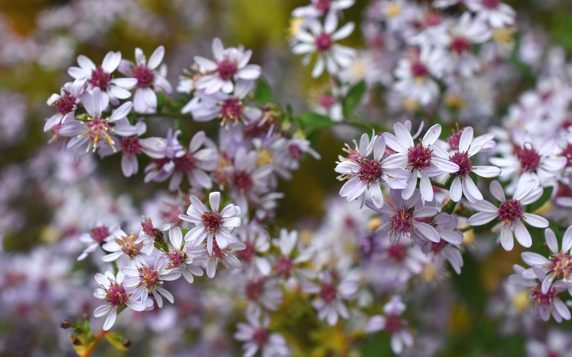 Картинки Symphyotrichum, цветы, куст фото и обои на рабочий стол