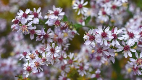Symphyotrichum, цветы, куст