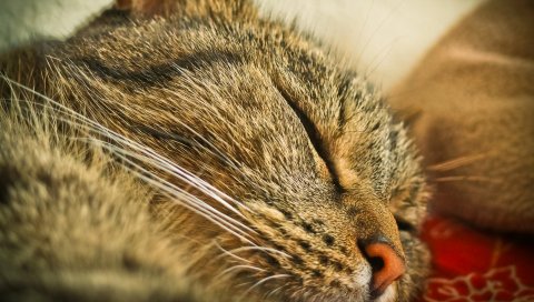 Кошка, лицо, сон, крупный план