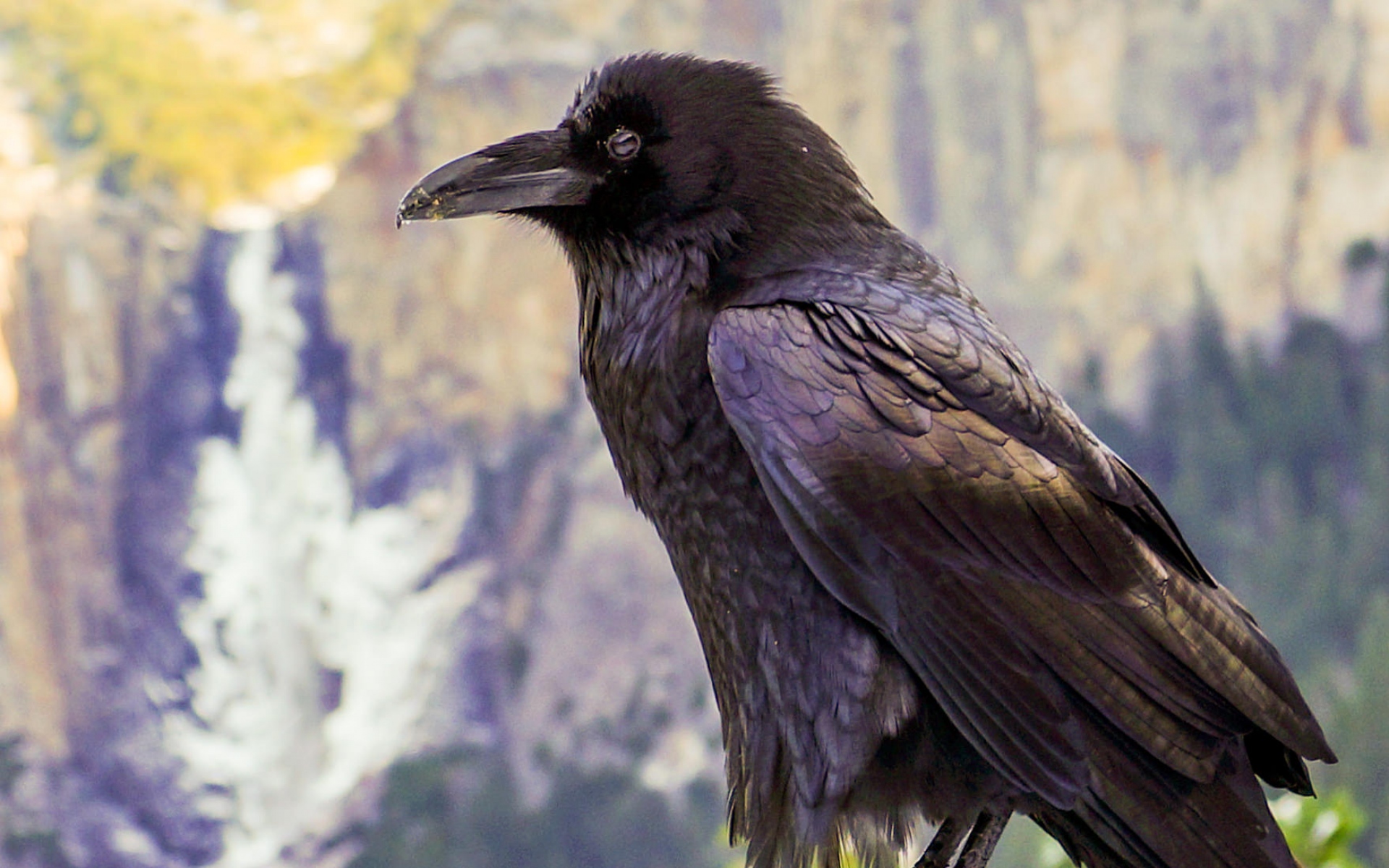 Огромные черные птицы. Новокаледонский ворон. Новокаледонский австралийский ворон. Гуамский ворон. Ворон обыкновенный.