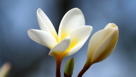 Плюмерия, цветок, бутон, крупный план