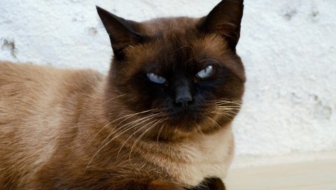Сиамская кошка, кошка, морда, красивая