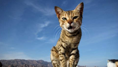 Кошка, сидя, котенок