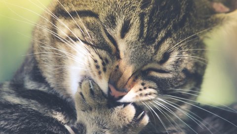 Кошка, лицо, смешное, лапа