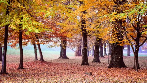 Осень, парк, деревья, листва