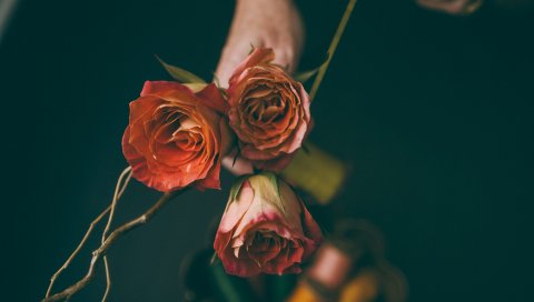 Розы, букет, цветы