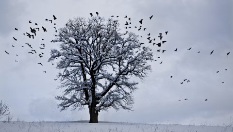 Дерево, зима, птицы, снег