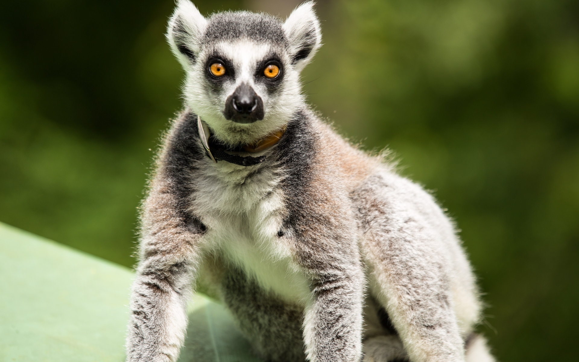 Картинки Lemur, удивительно, стоять фото и обои на рабочий стол