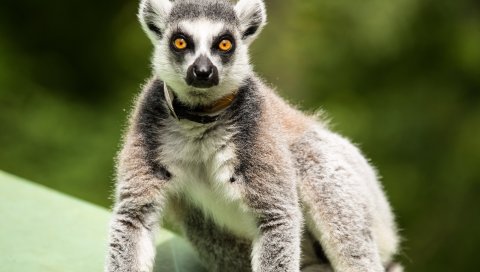 Lemur, удивительно, стоять